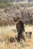 Cheetah / Gupard