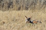 Black-backed Jackal / Chacal