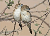 Silverbill 1.jpg