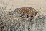 Marsh Harier male