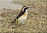 Pied Wheatear Vittata.jpg