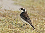 Pied Wheatear Vittata.jpg