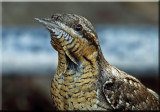 Wryneck.jpg