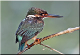 Common Kingfisher