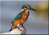 Common Kingfisher