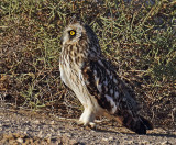 Short-eared Owl