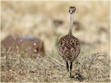 Bustard Black Bellied