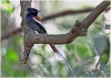 Flycatcher African Paradise