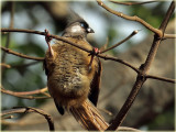 Mousebird Speckled