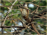 Mousebird Speckled