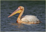 Great White Pelican