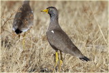 Plover African Wattled