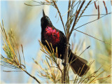 Sunbird Scarlet Crested