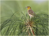 Village Weaver