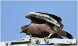 Branded Snake-eagle