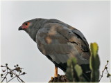 Harrier Hawk