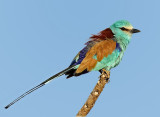 Birding in Ethiopia