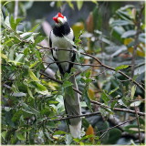 Red Faced Malkoha