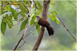 Ceylon Scimitar Babbler