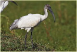 Black Headed Ibis