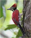 Black Rumped Flameback