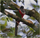 Malabar Trogon