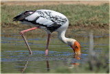 Painted Stork