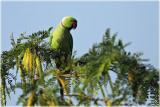 Rose Ringed Parrot