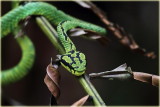 Green Pit Viper