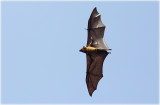 Flying Fox Bat