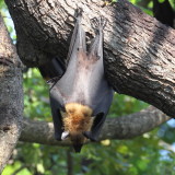 Flying Fox Bat