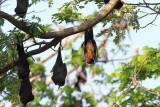 Flying Fox Bat