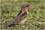 Wryneck