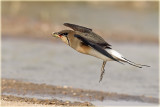 Collard Pratincole