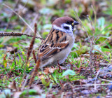 Pilfink - Tree Sparrow (Passer montanus)