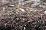 Rödhake - Robin (Erithacus rubecula)