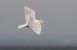 Vitvingad trut - Iceland Gull (Larus glaucoides) 