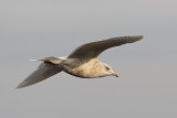 Vitvingad trut - Iceland Gull (Larus glaucoides) 