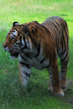 Sibirisk Tiger - Siberian Tiger (Panthera tigris altaica)