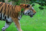 Sibirisk Tiger - Siberian Tiger (Panthera tigris altaica)