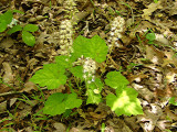 <i>Tiarella wherryi</i>