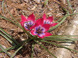 <i>Tulipa</i> Little Beauty