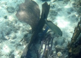 Unidentified Fish With Fan Coral