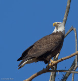 IMG_1164.jpg