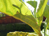 DSCN1485.JPG