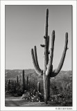 Saguaro Cactus, Saguaro National Park, Arizona, 2011