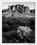 Cholla Cactuas and Mountains, Superstition Wilderness, Arizona, 2011