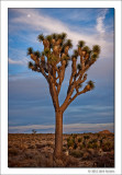 Joshua Tree & Moon, Joshua Tree National Park, California, 2012