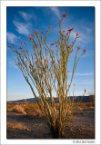 Ocotillo, Joshua Tree National Park, California, 2012