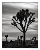 Untitled 4, Joshua Tree National Park, California, 2012